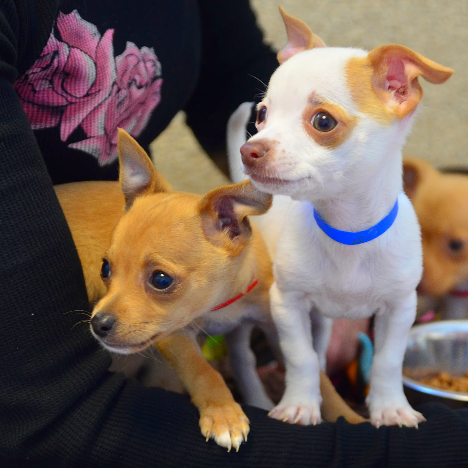 The Chihuahua Project Helps Spay and Neuter Overpopulated